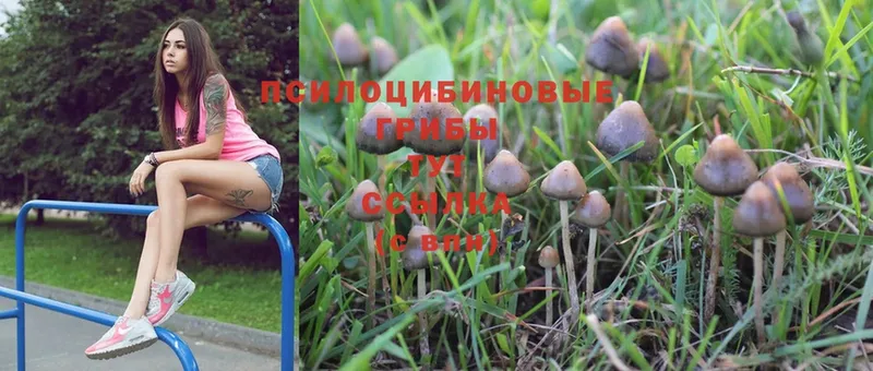 Псилоцибиновые грибы MAGIC MUSHROOMS  Пермь 